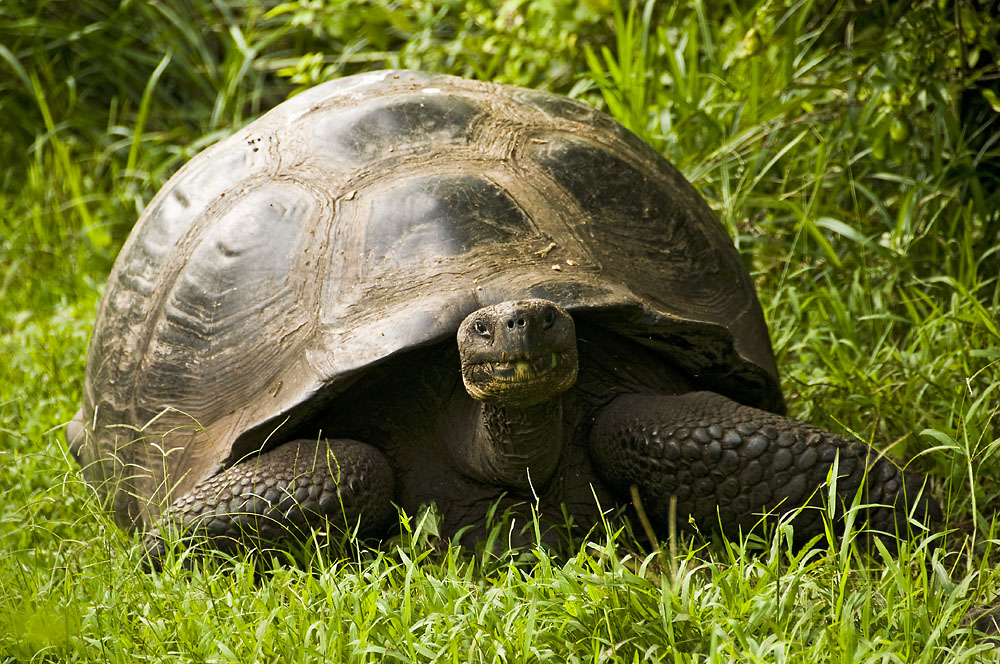 the-gal-pagos-giant-turtle-santa-cruz